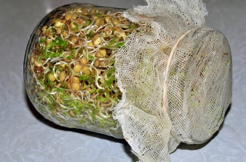 прорастить пшеницу