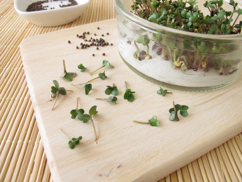 как прорастить грецкий орех