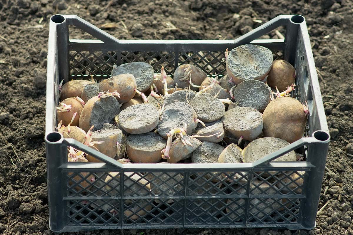 проращивать картофель
