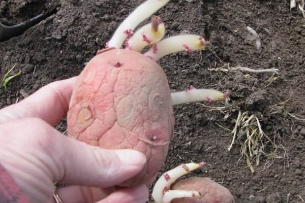 Как прорастить картошку, чтобы получить ранний и очень щедрый урожай, начинаем приготовления уже сейчас