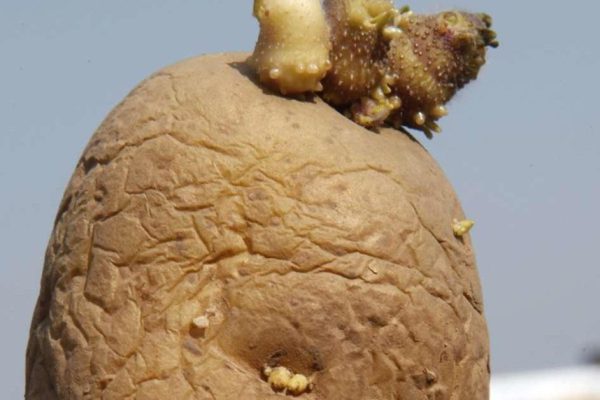 Предупреждение! Не ешь такой картофель, в нём яды.