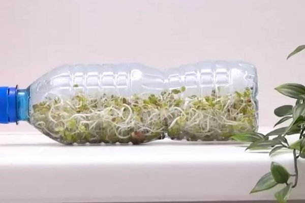 Перестала покупать микрогрин за бешеные деньги, сделала личную маленькую плантацию в пластиковой бутылке