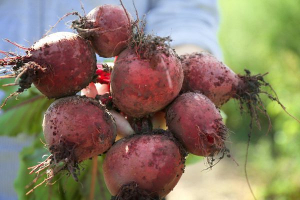 Стоит ли продавать дачу, чтобы помочь одинокой матери