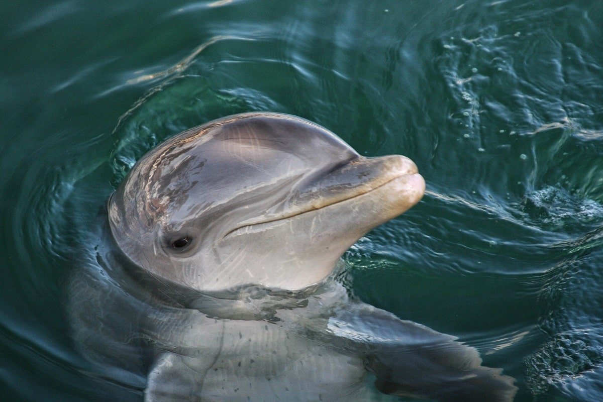дельфин