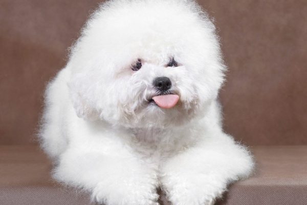 Среди пушистых пород собак ищем собачку с самой роскошной шубкой