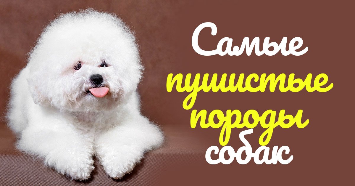 Большие пушистые собаки породы фото