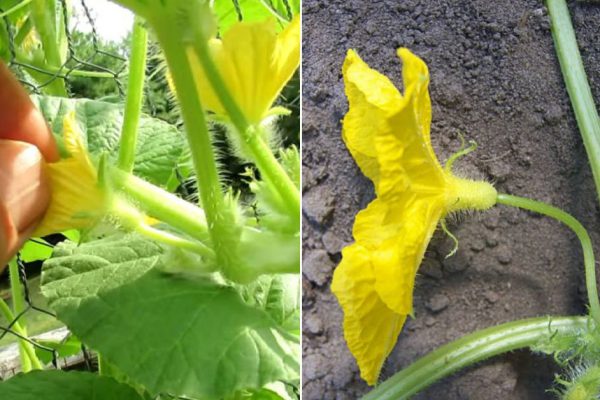 Бравый сосед подсказал, как избежать пустоцветов на огурцах
