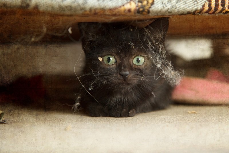 пылевой клещ в доме