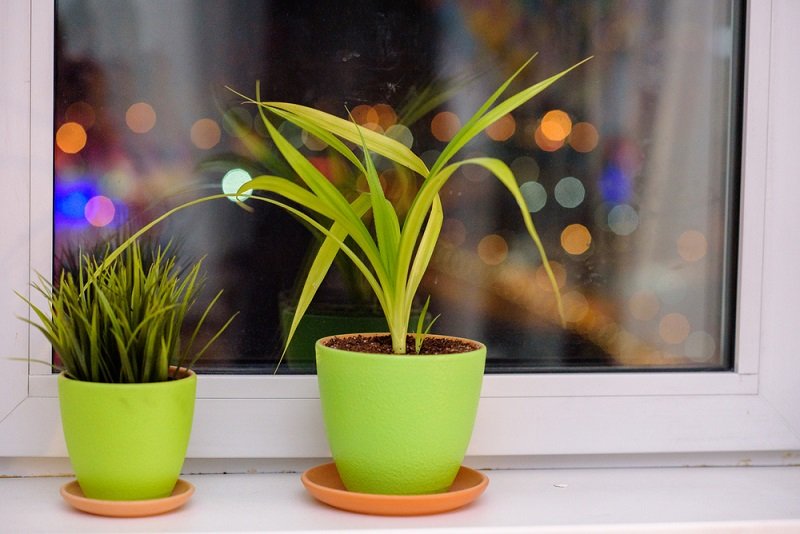 пылевой клещ дома