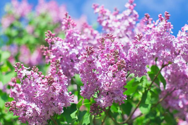 Правила ухода за сиренью для старательных садоводов