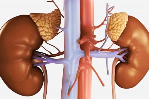 У тебя ломкие ногти и проблемы со сном? Виноваты надпочечники!