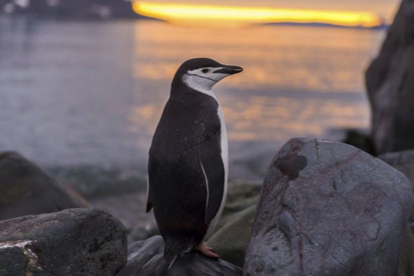 Как отправить супруга с техническим образованием работать в Антарктиду