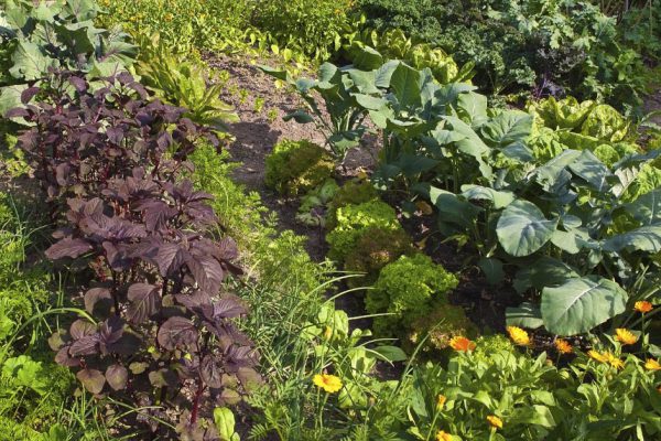 Благоприятные дни для работ в огороде по лунному календарю в июле 2021 года