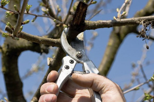 Чтобы растения в саду не были чахлыми и мыршавыми, в апреле активно стараюсь на даче
