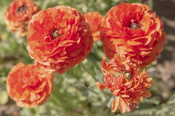 В этом году решила избавиться от роз и пионов, выращиваю исключительно лютики, лучший цветок для клумб