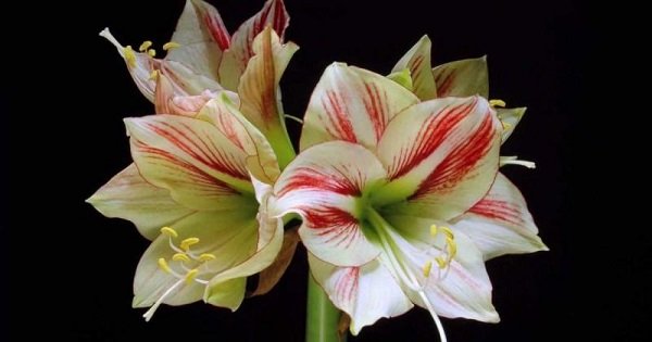 Как распускаются цветы в замедленной съемке. Прекрасное творение Создателя.