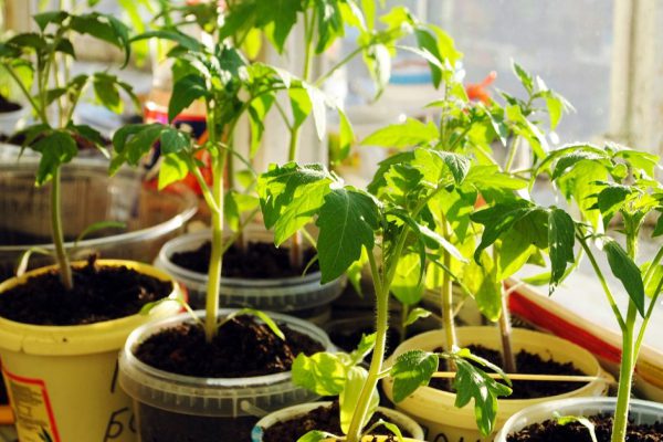 Tomato seedlings on the windowsill at sunny day
