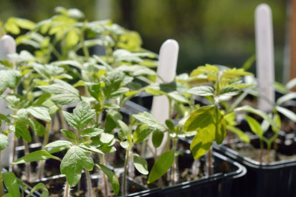 Основные ошибки при выращивании рассады томатов