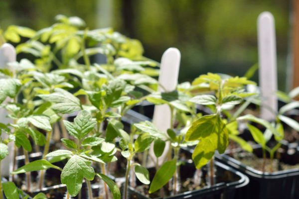 Зачем лишать ростки томатов корней