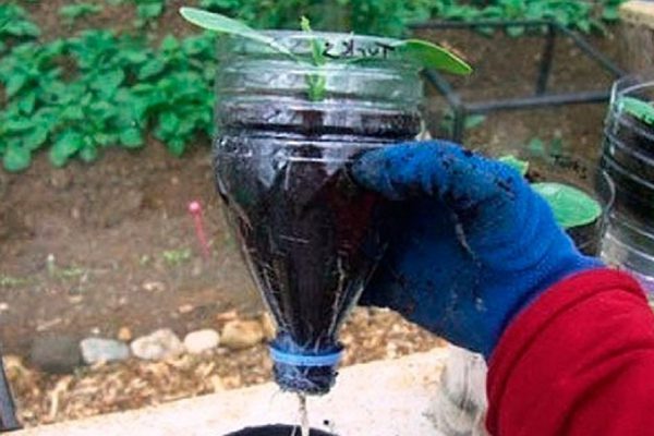 Как выращивать огурцы в бутылках