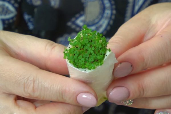 Земля не пригодится, дачники осваивают новый молниеносный способ посева семян, придется потратить рулон туалетной бумаги