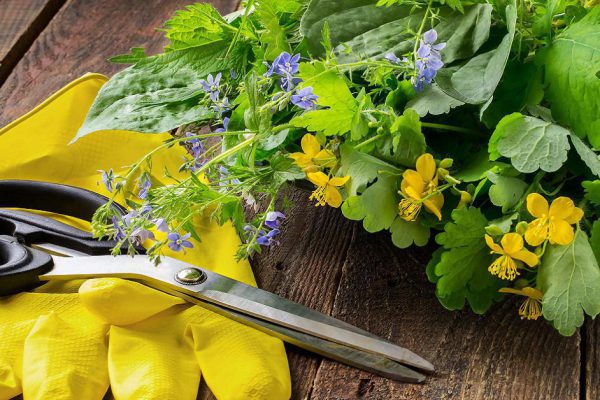 Использование чистотела в садоводстве