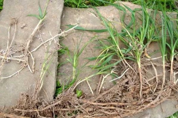 Дачник Федор поделился своим многолетним опытом борьбы с пыреем и рассказал, как избавиться от сорняка окончательно