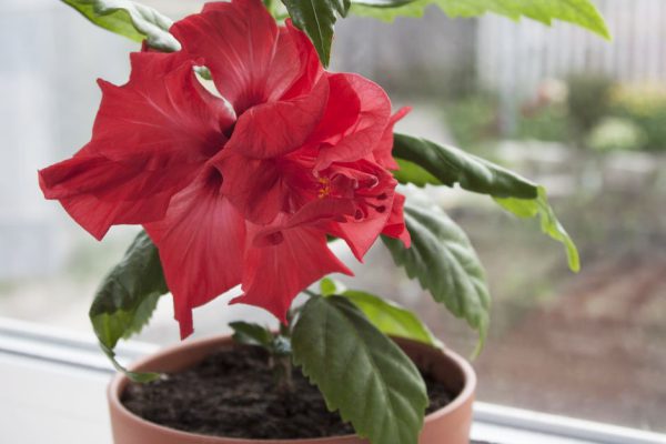 Волшебные растения, что выдадут замуж даже в безнадежном случае