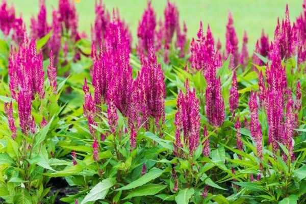 Какие растения посадить на дачном участке