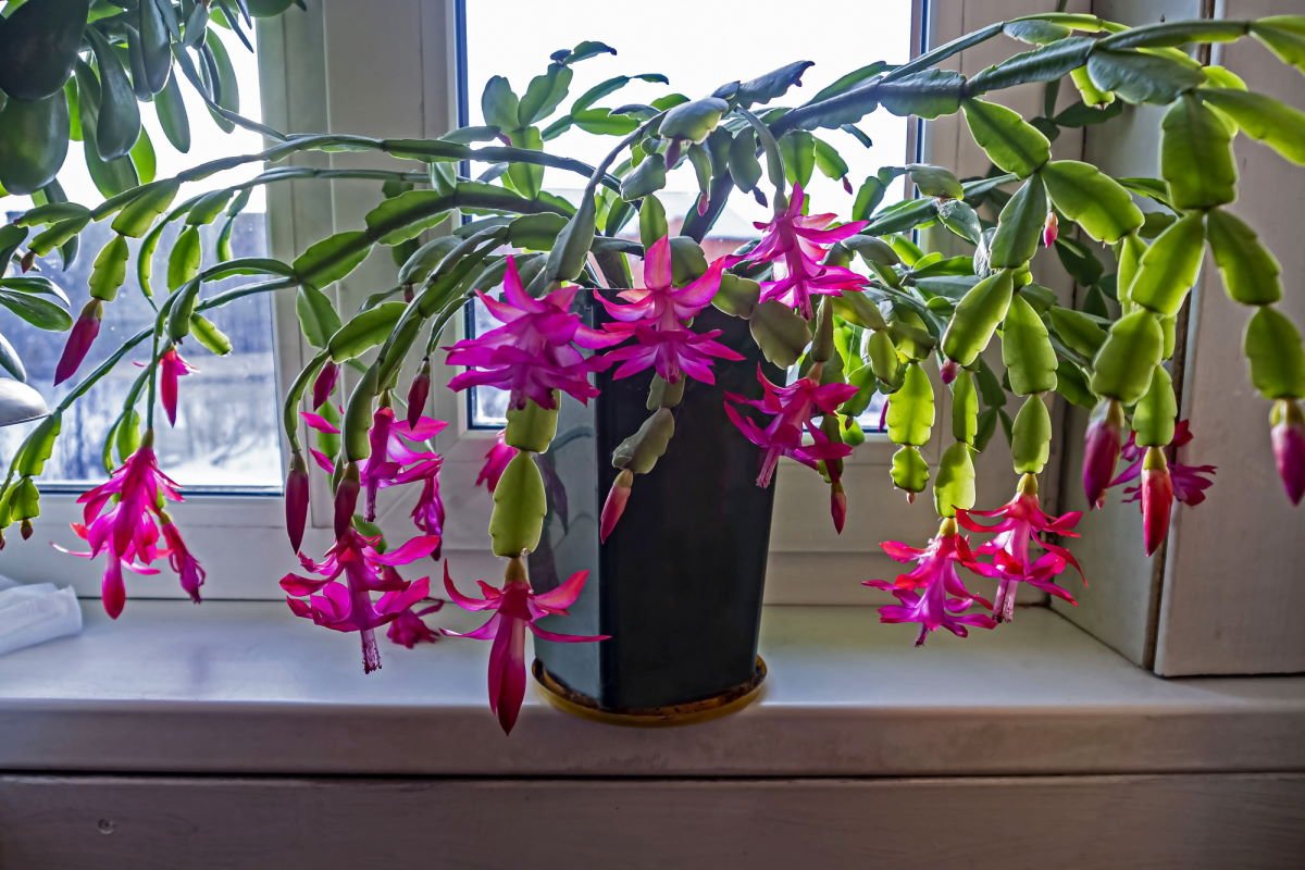 растения в детскую