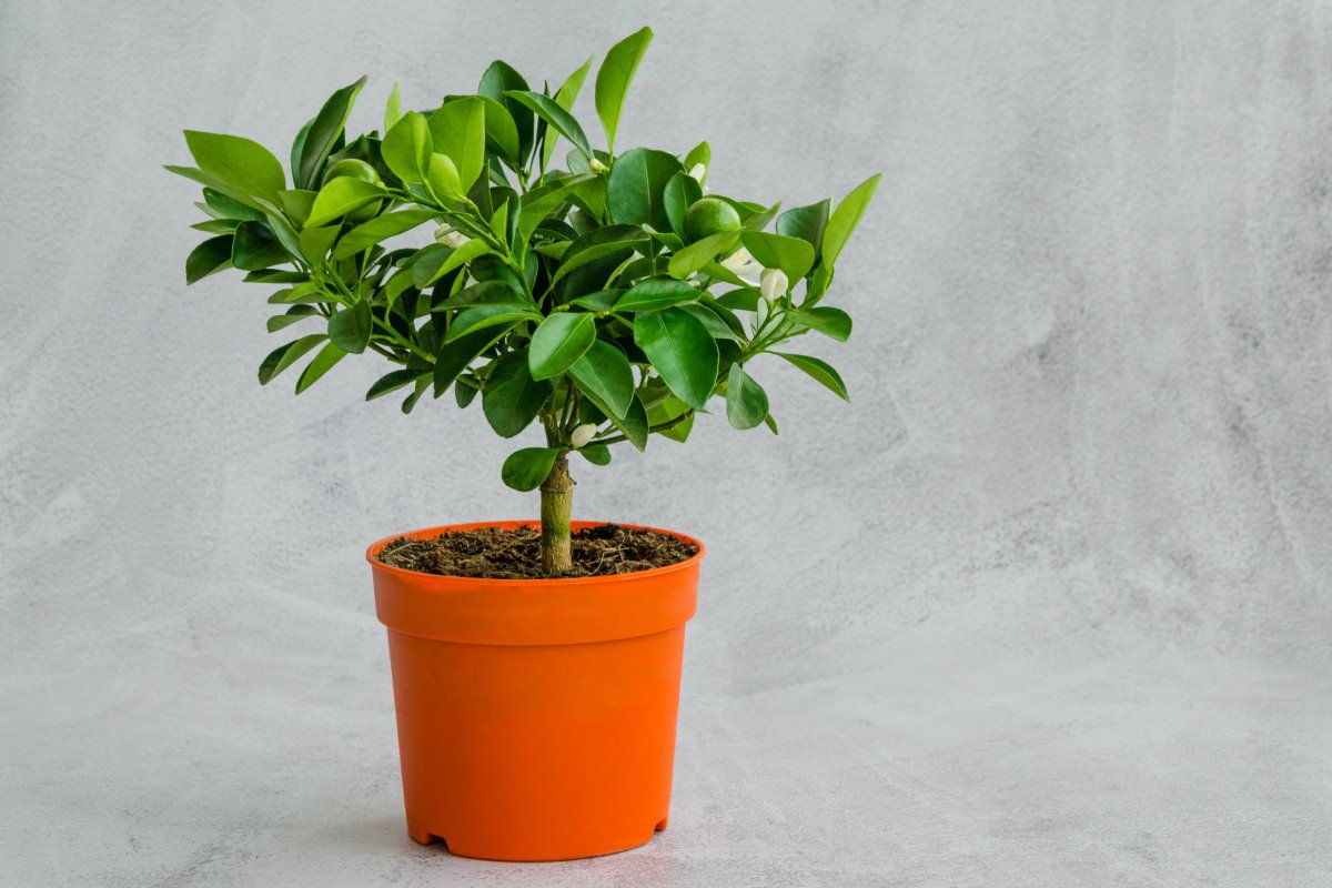 полезные растения для детской комнаты