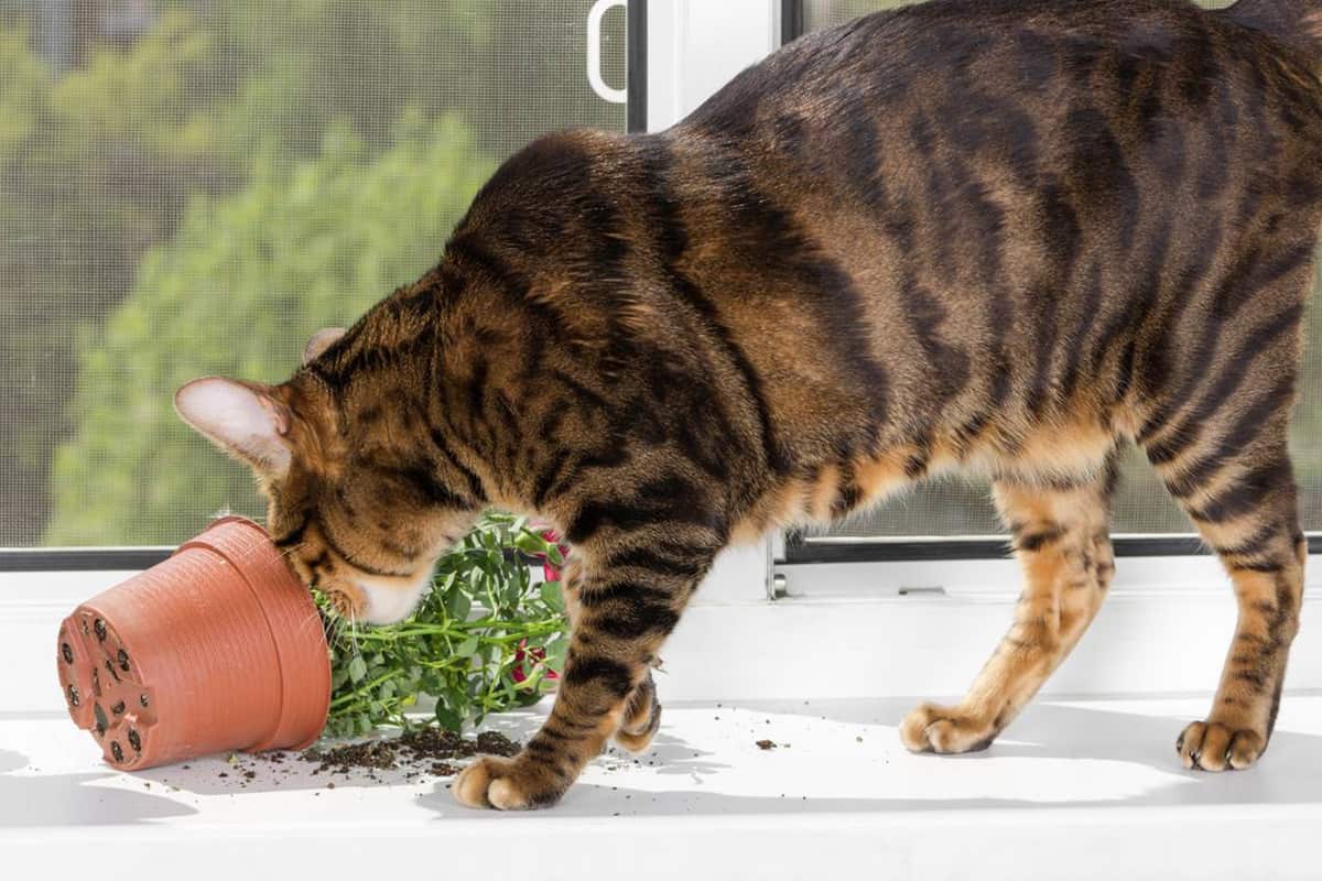 кот съел цветок