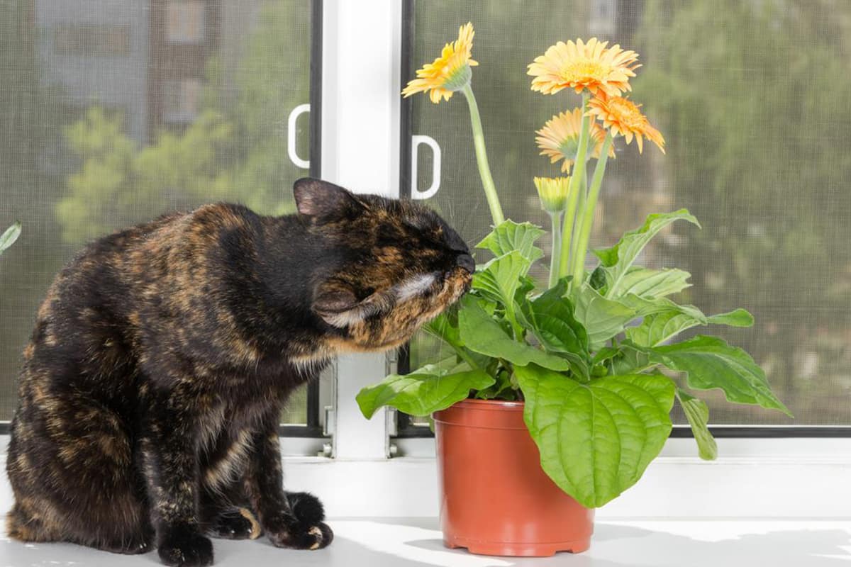 как защитить цветы от кота