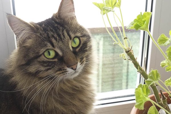 Как отучить пушистого варвара грызть комнатные растения