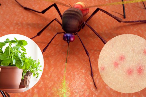 6 чудо-растений, которых боятся комары. Проведи лето с комфортом!