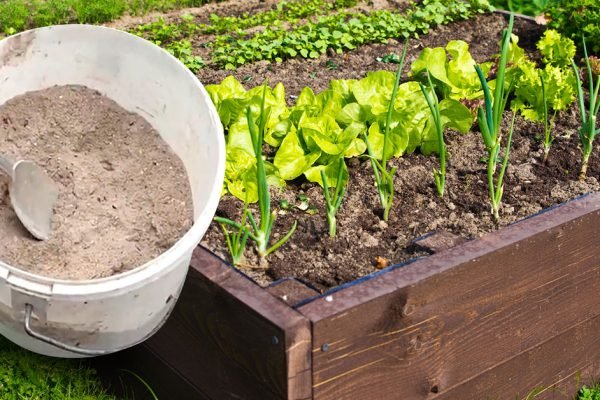 Каждый опытный огородник должен знать, что, если подкормить эти растения золой, они отблагодарят щедрым урожаем