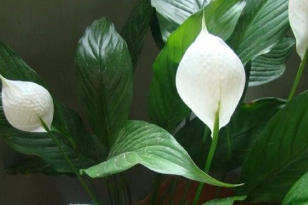 Эти растения — природные очистители воздуха! Хотя бы один вазон должен стоять дома…