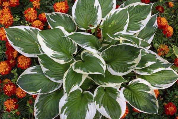 Сажаю в мрачном уголке сада, куда не попадает солнце, серебристое растение удивительной красоты