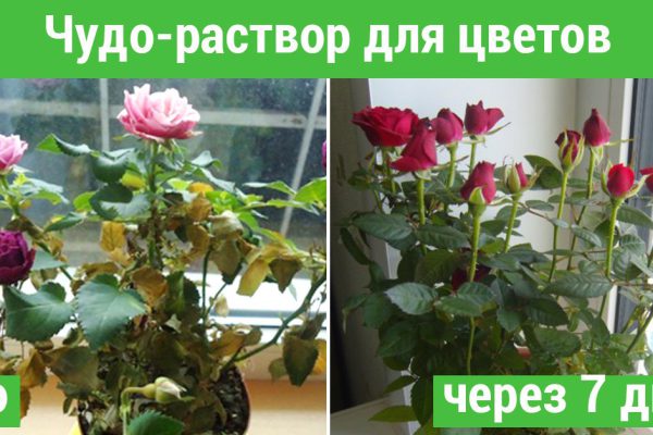 Цветок увядал не по дням, а по часам… Всё поменялось с использованием этого суперсредства!