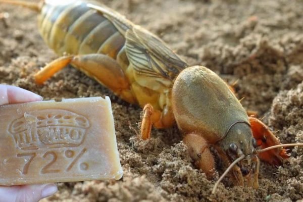 Чтобы прогнать медведку с огорода раз и навсегда, тебе понадобится лишь один кусок хозяйственного мыла