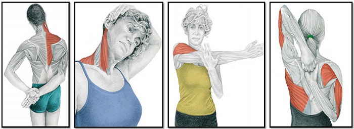 растяжка мышц