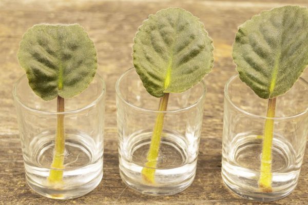 Способ вырастить фиалку из листа от адепта домашнего цветочного бизнеса