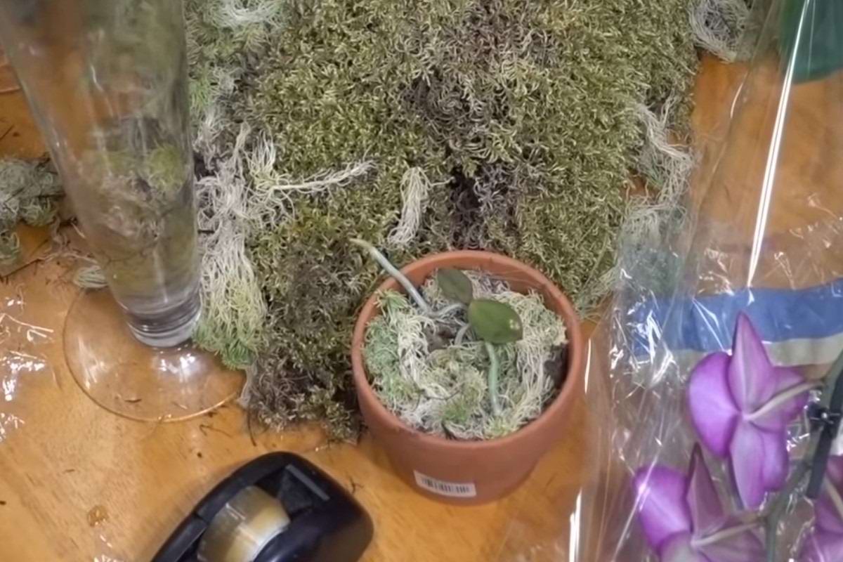 уход и выращивание орхидей в домашних условиях