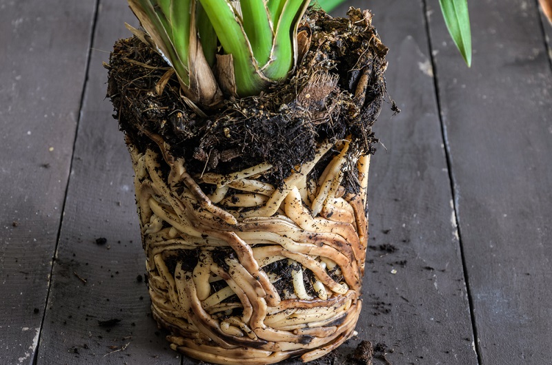 размножение орхидей в домашних условиях