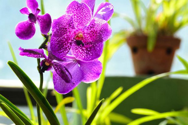 Как размножать орхидеи методом деления куста