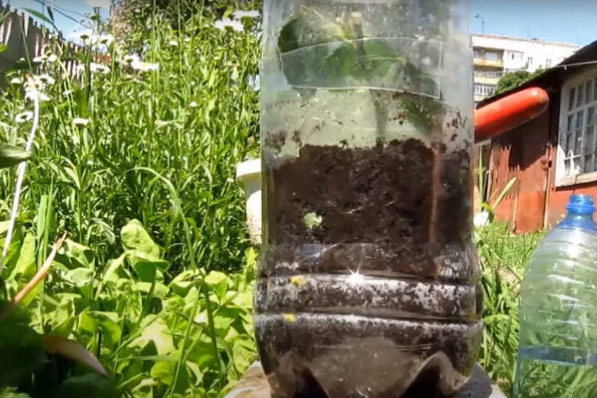 размножение роз в воде