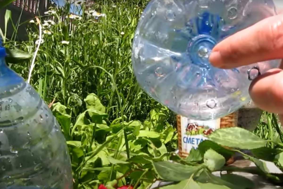 размножение роз в воде