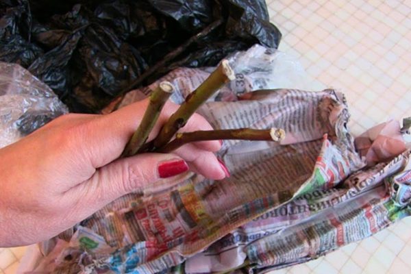 Главное условие для успешного размножения плетистых роз