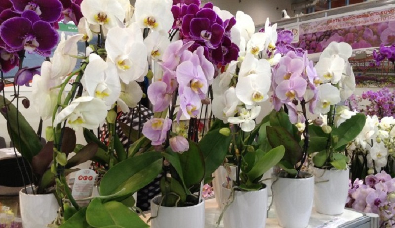 šľachtenia orchideí