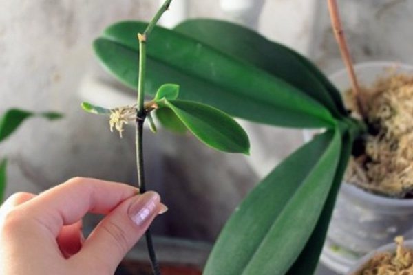 Что сделать, чтобы размножить орхидею и превратить ее в гордость дома